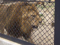 「大森山動物園」は楽し♪_f0011734_241617.jpg