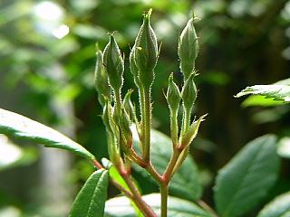 待機中の薔薇たち♪～_b0053765_10144066.jpg