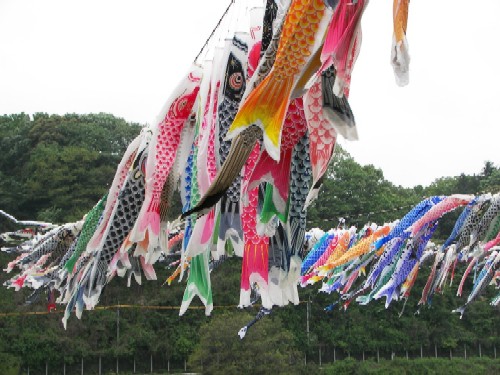 神奈川県相模川・高田橋の鯉のぼり_e0086880_16343017.jpg