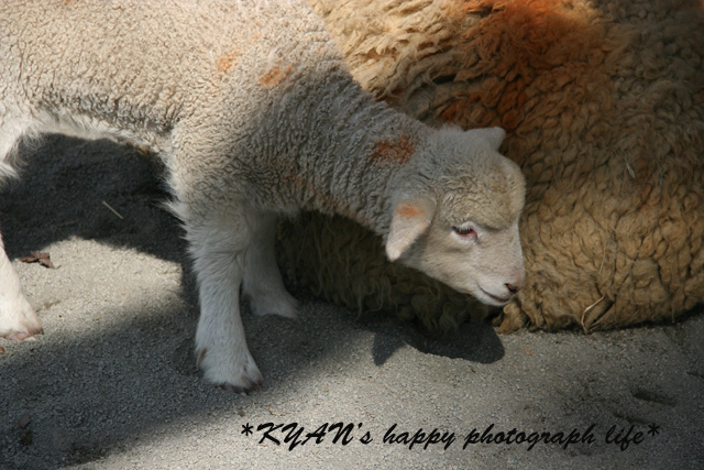 動物園　その２　赤ちゃんバージョン_f0069898_132485.jpg