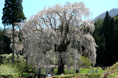 高山村の桜_e0087201_2364961.jpg