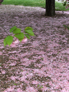 桜色の湖_b0085607_1054173.jpg