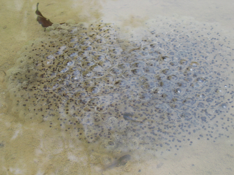 トノサマカエルの卵隗 にゃんぱち 地球生態園