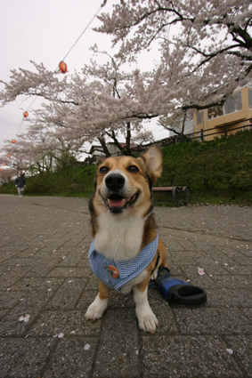 冬に来た　匂いの記憶　辿る犬_b0031538_020521.jpg