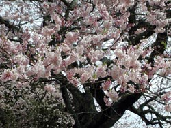 ５月３日の桜の開花状況_f0105342_13402514.jpg