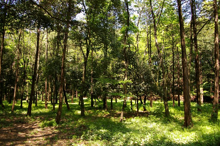 泉の森公園 神奈川県大和市 Arizo Photopic 泉の森公園 神奈川県大和市 Arizo Photopic