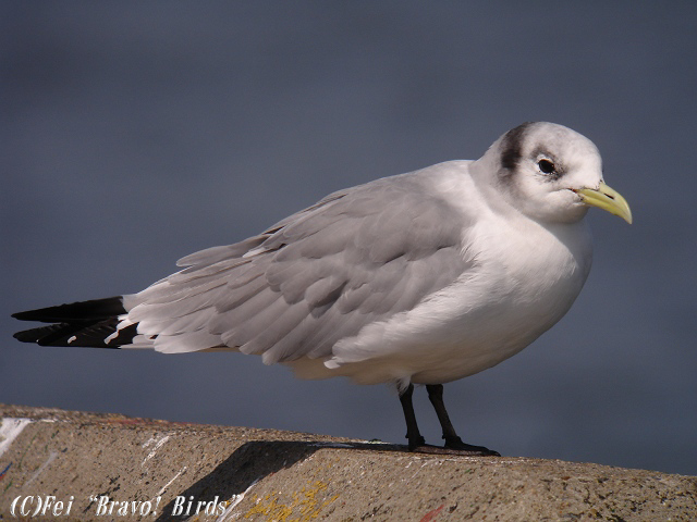 ミツユビカモメ　成鳥冬羽_b0069564_19532237.jpg