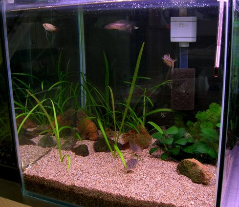 唯一水草の少ない水槽 ナースの独り言