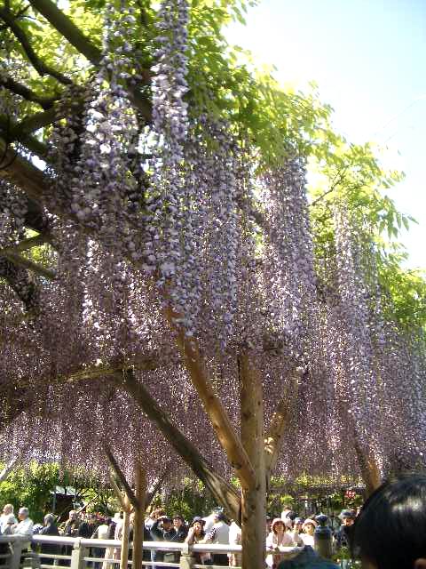 亀戸天神の藤_b0037223_2245641.jpg