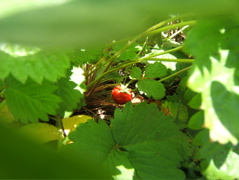 c0004024_922578.jpg