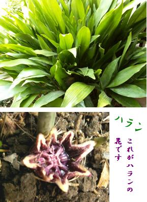 ハラン バラン の花 ズボラーおばさんの暮らしなんでもあり
