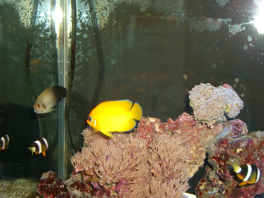 ヤッコの混泳 頑張れ魚 ヤッコの混泳 頑張れ魚