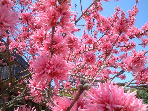 菊桃 キクモモ 百花繚乱 菊桃 キクモモ 百花繚乱