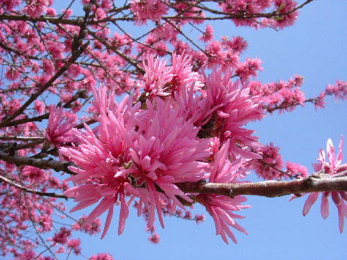 菊桃 キクモモ 百花繚乱 菊桃 キクモモ 百花繚乱