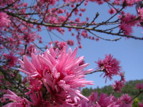 菊桃 キクモモ 百花繚乱 菊桃 キクモモ 百花繚乱