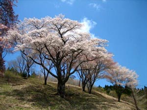 ５月４日の桜の開花状況_f0105342_11185917.jpg