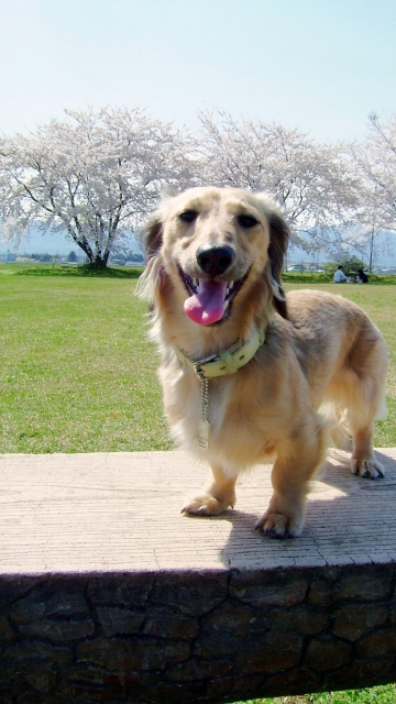 穴場の公園で、桜を楽しむ_b0070747_1922579.jpg