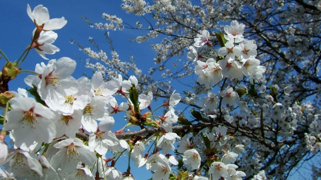 穴場の公園で、桜を楽しむ_b0070747_19242336.jpg