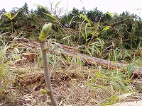 d0048350_20112142.jpg