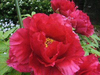 b0029256_2059622.jpg