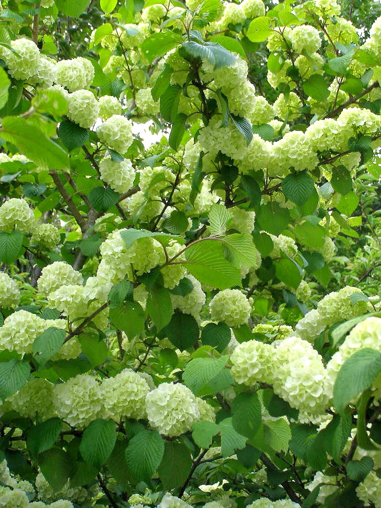 こんなモノ見 つけた 26 この花 アジサイかな ナイル商会 こんなモノ見 つけた 26 この花 アジサイかな ナイル商会
