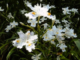 赤塚植物園と板橋区立美術館_e0083359_2032285.jpg