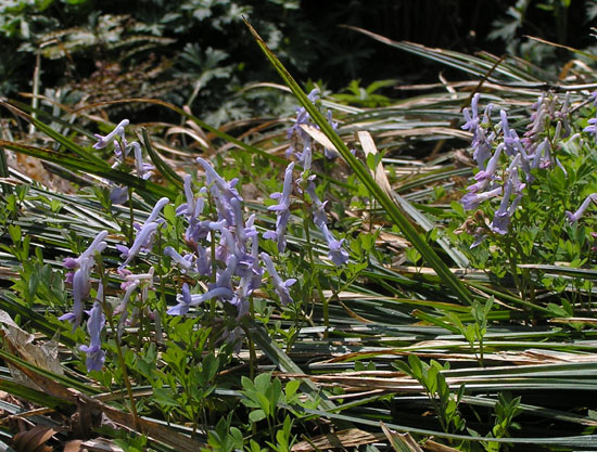 湖西 赤坂山_e0048413_21572969.jpg