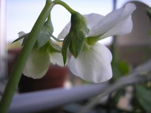 花が～咲いたぁ♪_a0028733_1563060.jpg