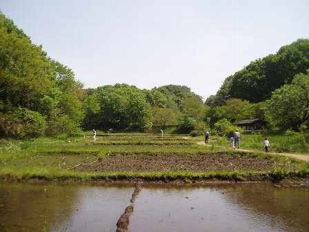 初夏の舞岡公園_c0012640_1662538.jpg