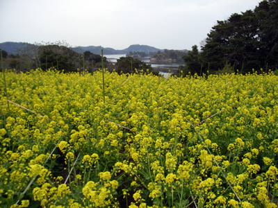 鳩子の海_c0063348_2343235.jpg