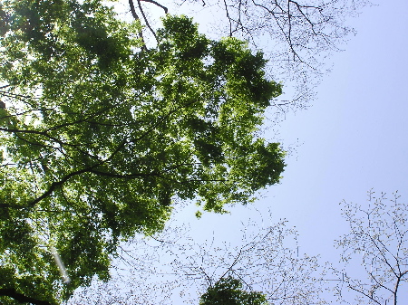 小夏が　ぶらり・・・英彦山へ（ひこさんとよみます。_b0084961_2338876.jpg