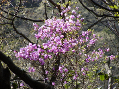 ２００６年５月５日(金）　山は花盛り_a0063364_1555125.jpg