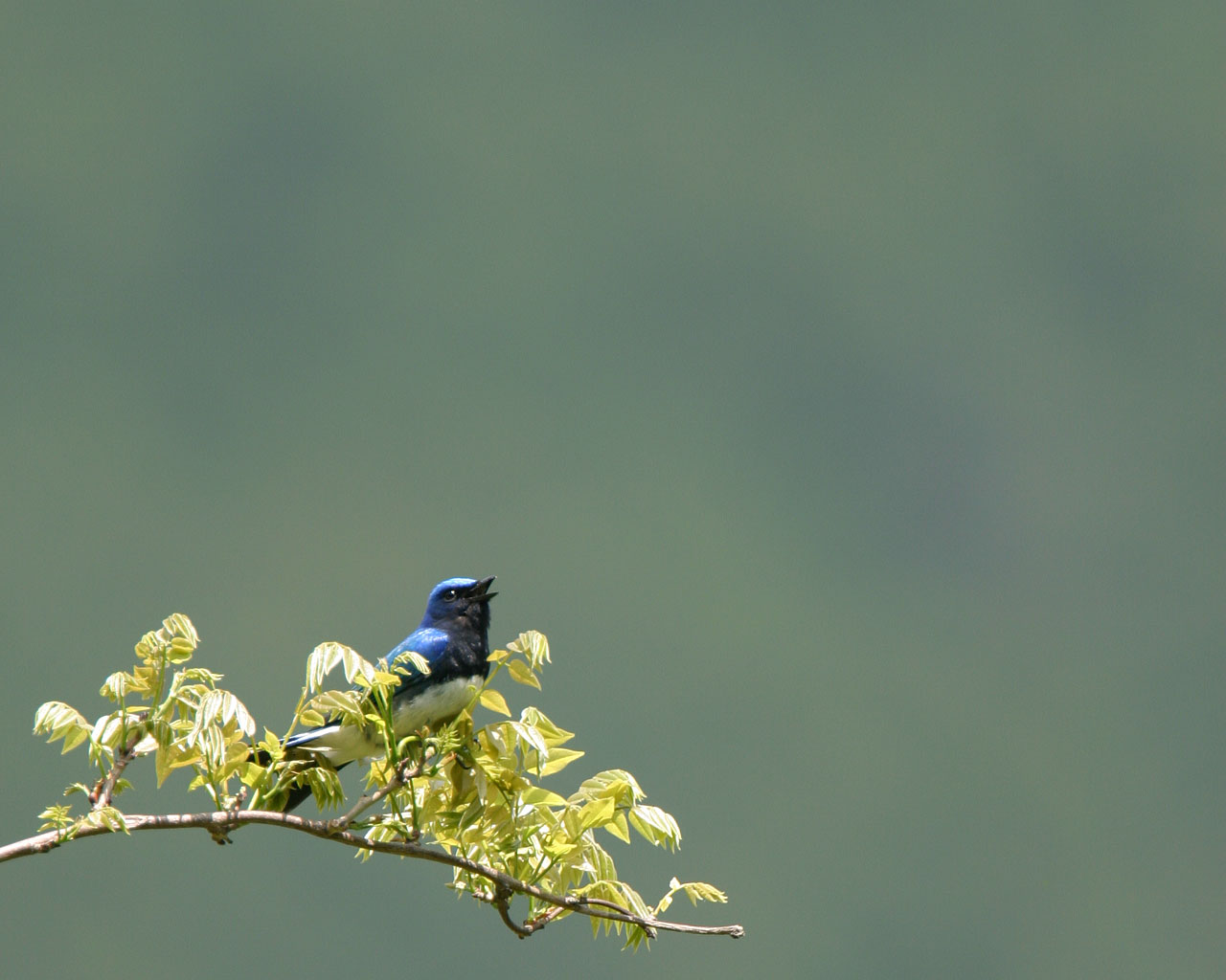 神奈川県大山の青い鳥と黄色い鳥（野鳥の壁紙2枚）_f0105570_1755895.jpg