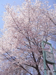 白昼夢。_d0028589_0215433.jpg