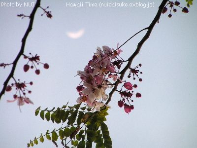 Shower Tree_d0032693_18291712.jpg