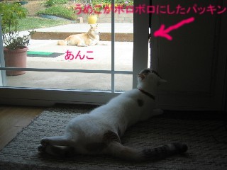 外に出たい猫_b0043897_9591360.jpg