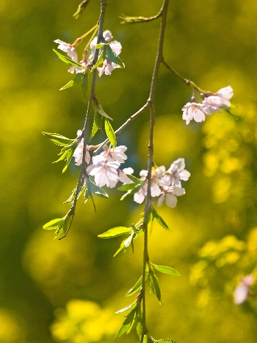 ２００６　桜・さくら・サクラ、、、№２ 《 桜三昧～♪ 》_c0008502_3472854.jpg