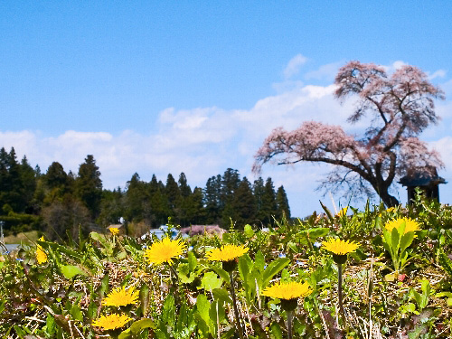 ２００６　桜・さくら・サクラ、、、№２ 《 桜三昧～♪ 》_c0008502_3494848.jpg