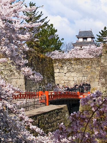 ２００６　桜・さくら・サクラ、、、№２ 《 桜三昧～♪ 》_c0008502_412195.jpg