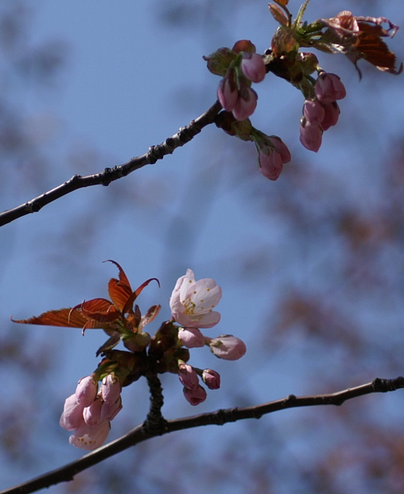 通勤途上フォト　　　やっと桜が開花しました！_f0033205_10465810.jpg