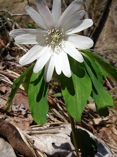 野の花_f0041909_5553779.jpg