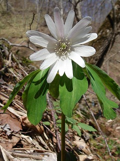 野の花_f0041909_555540.jpg