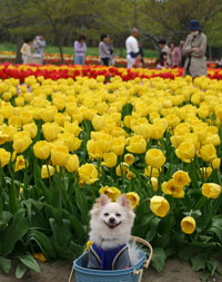 さいた♪さいた♪チューリップの花が〜♪（いこいの村庄内）_f0078014_1751173.jpg