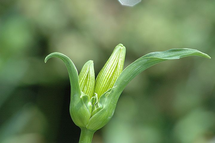 我が家のトビシマカンゾウも花芽を付けて・・・♪_a0031821_2134684.jpg
