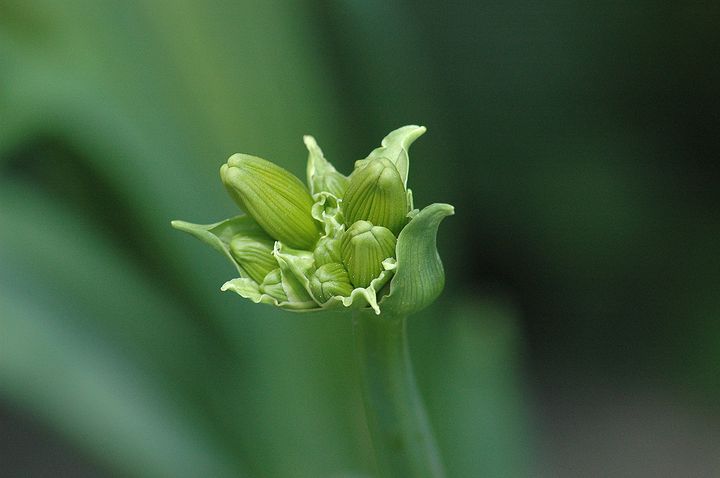 我が家のトビシマカンゾウも花芽を付けて・・・♪_a0031821_21373517.jpg
