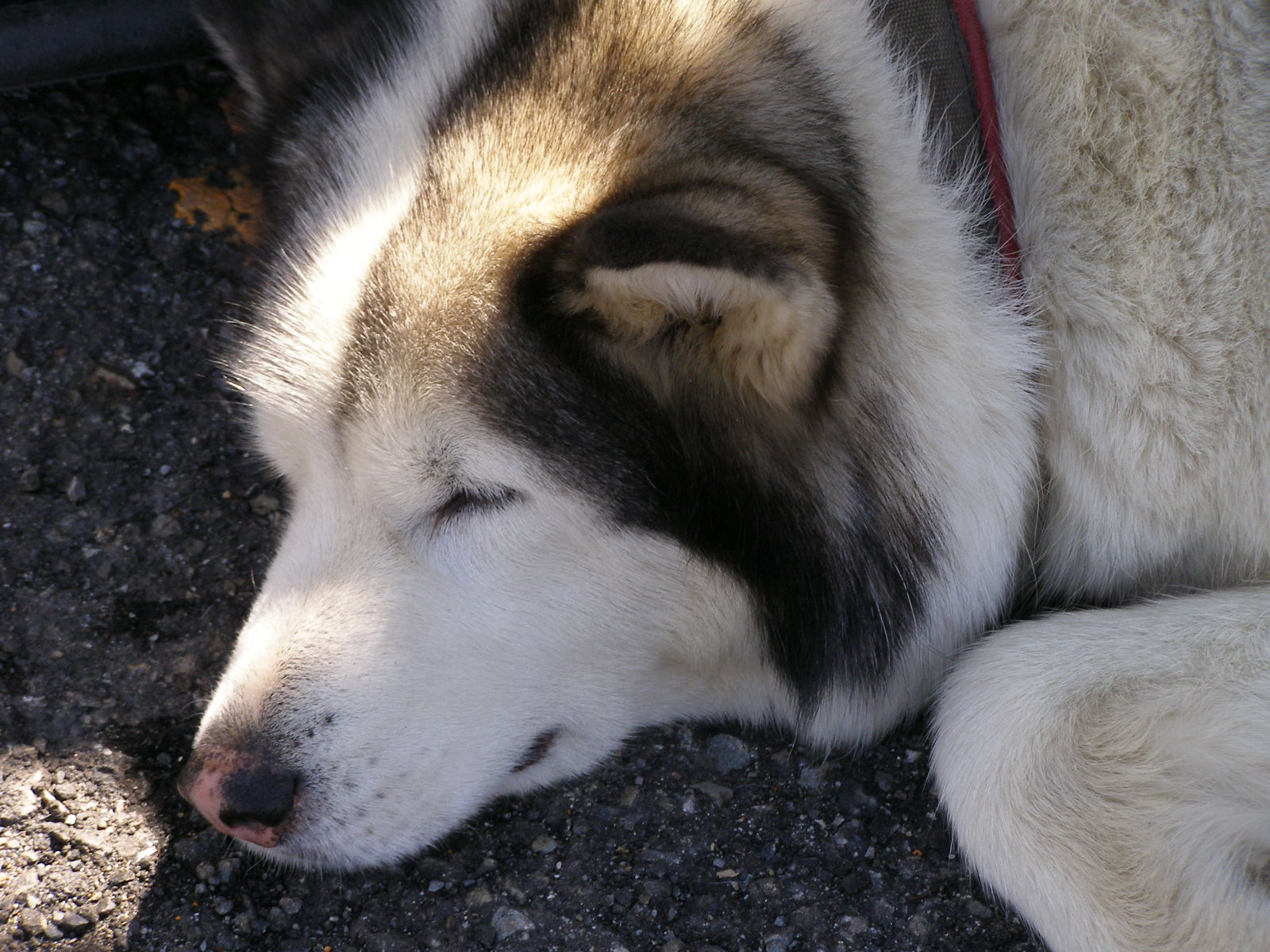 エスキモー犬 Achikochi写真日記 エスキモー犬 Achikochi写真日記
