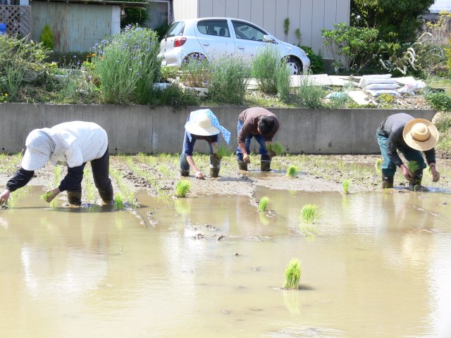 田植え_e0055642_236547.jpg