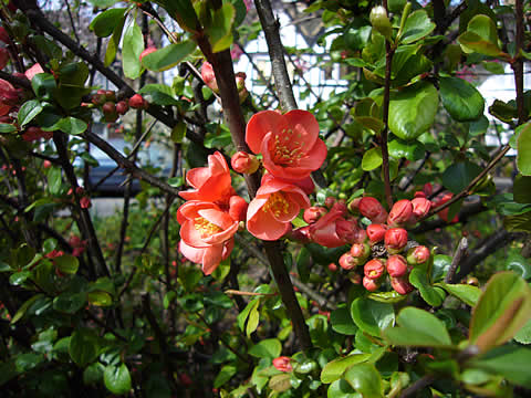 ボケの花が咲いています_f0100343_5575651.jpg