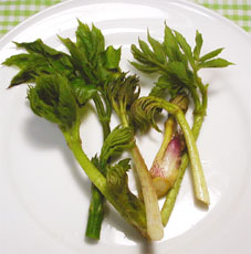 山菜好きでっす。_f0001469_16234937.jpg