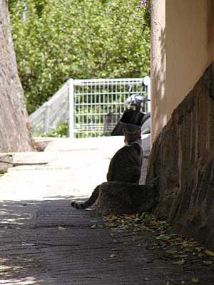 尾道の猫　～２００６初夏～_d0002472_1211898.jpg